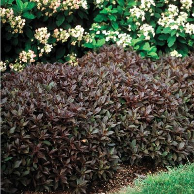 Featured image of post Low Plants For Front Of House / For each, we&#039;ve included planting, watering, fertilizing, and pruning tips for every gardening zone.