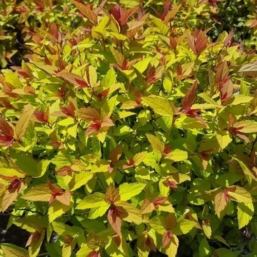 Great Low Maintenance Dwarf Shrubs Gullo S Garden Center - Low Maintenance Shrubs For Front Of House Pictures