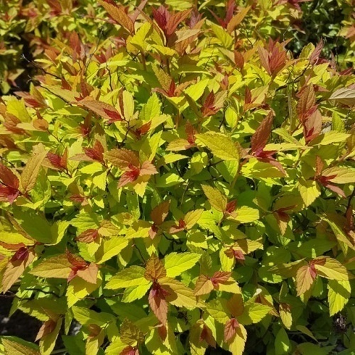 10 Great Low Maintenance Dwarf Shrubs Gullo S Garden Center