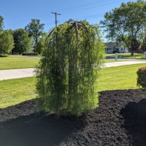 dwarf landscaping trees