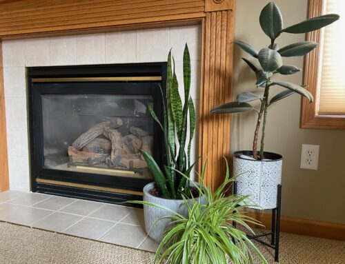Transitioning Your Tropical Plants Outside This Spring