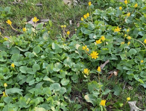 Battling Lesser Celandine: How to Reclaim Your Lawn